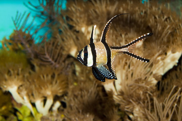 Kaudern's Cardinalfish in Aquarium