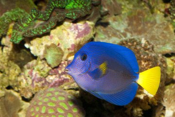 Fototapeta na wymiar Purple Tang in Aquarium