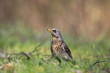 Single Fieldfare bird on grassy wetlands during a spring nesting period
