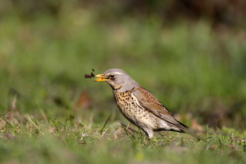 Single Fieldfare bird on grassy wetlands during a spring nesting period