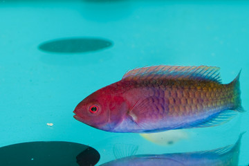 Red Velvet Wrasse (Cirrhilabrus rubrisquamis)