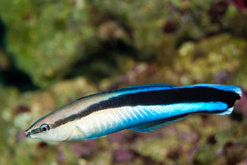 blue strike cleaner wrasse