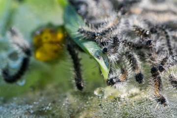 Macro Of hairy Caterpillars surrounded with water droplets
