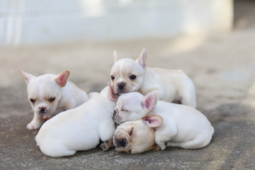 Close-up French bulldog sleeping together.