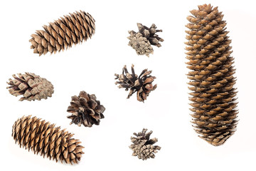 Set of pine cone on the white background