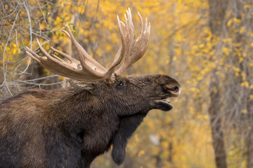 Bull Moose Flehmen in the Fall Rut