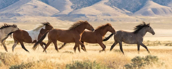 Foto op Plexiglas Kudde wilde paarden rennen © natureguy