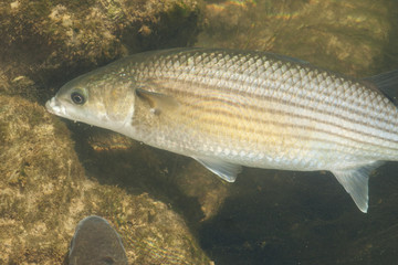 Flathead grey mullet (Mugil cephalus)