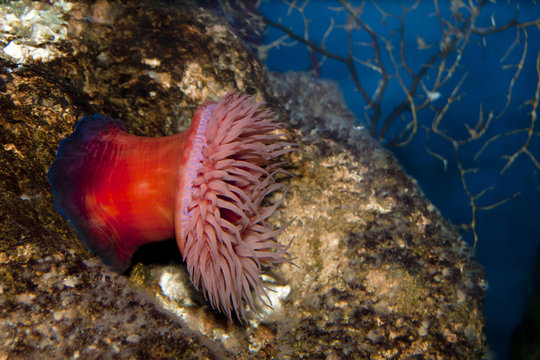 Beadlet Anemone