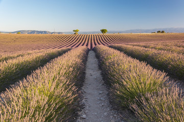 Fototapeta na wymiar nfinity flowering lavender field and two trees background in Provence, France 