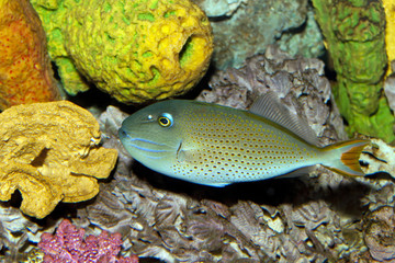 Naklejka na ściany i meble Sargassum Triggerfish (Xanthichthys ringens)