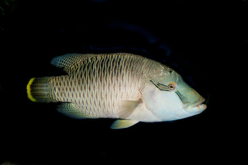 Humphead Wrasse (Cheilinus undulatus)