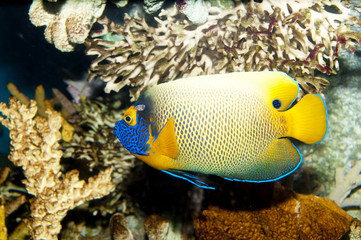Fototapeta premium Blueface or Yellowface or Yellowmask Angelfish (Pomacanthus xanthometopon)