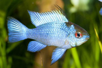 Blue Ram (Mikrogeophagus ramirezi)