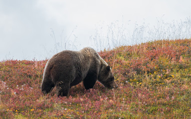 Grizzly
