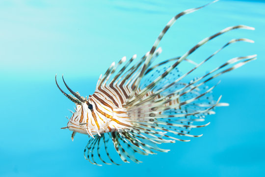 Volitan Lionfish Displaying