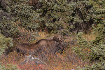 Elch Elk Moose