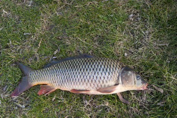 Wild River Carp