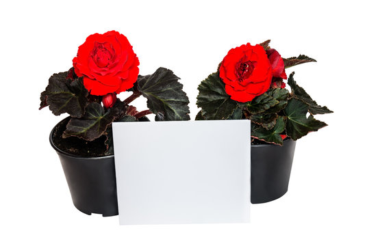 Seedlings red begonia flowers and card for notes isolated on white background