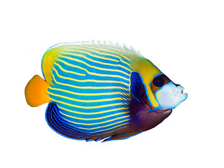 Emperor Angelfish