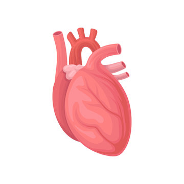 Cartoon illustration of human heart. Central organ of the circulatory system. Flat vector element for anatomy book, infographi or medicine brochure