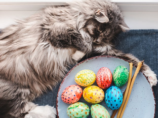 Fluffy, gray cat resting near a plate with multi-colored Easter eggs