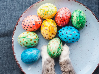 Cat's paws hugging the Easter egg on a blue plate