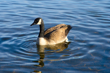 Canada goose in water at sunset