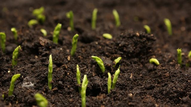 Growing Pea Bean Seeds Agriculture Timelapse