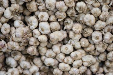 close up garlic in market