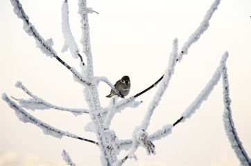 A sparrow on a branch. Winter in Siberia