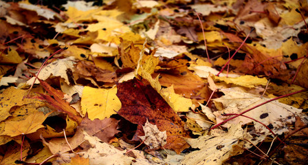 Yellow autumn leaves of maples, oaks, elms and other trees in the water of a pond in the park.