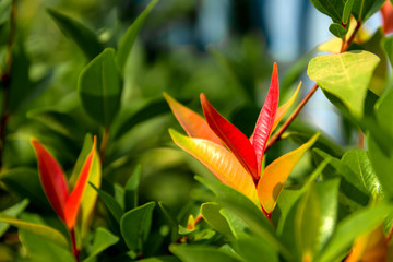 Obraz premium Nature view of green and red leaf in garden at summer. Natural green plants.