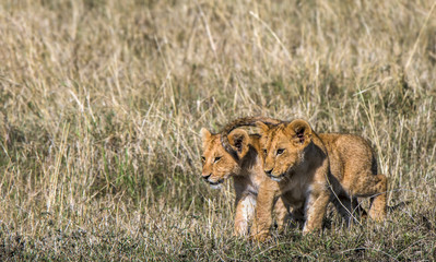 Three lion cub siblings watching their parents hunt zebra in Kenya's Masai Mara National Park.