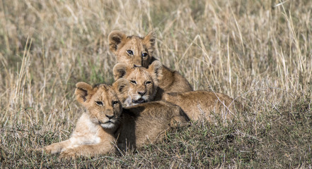 Three lion cub siblings watching their parents hunt zebra in Kenya's Masai Mara National Park.