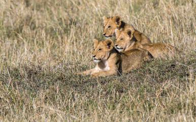 Three lion cub siblings watching their parents hunt zebra in Kenya's Masai Mara National Park.