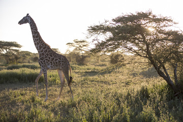 Backlight of african giraffe at sunset