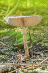 parasol mushroom