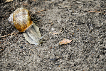 Snail crawling at the ground