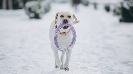 dog in the snow