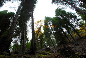 Haute forêt