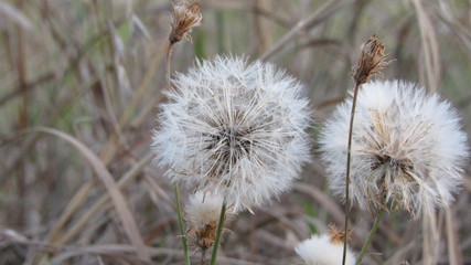 Dandelion