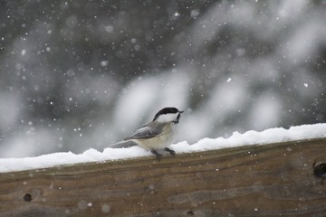 Chickadee in the snow