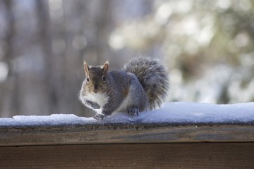 Gray Squirrel 