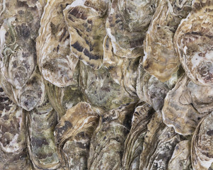 oysters, sea shells background