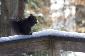 Black Squirrel on the deck