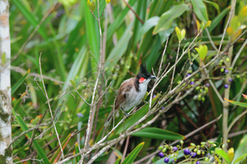 Red-whiskered bulbul in tropical thickets. Chamarel, Mauritius