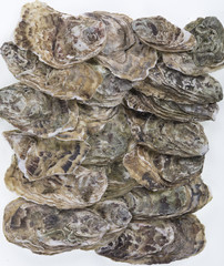 oysters, sea shells background