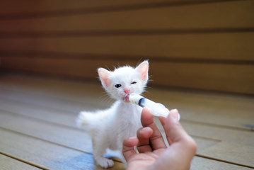 Hand-feeding a cute orphaned baby white kitten with milk replacer in a syringe, Thailand.