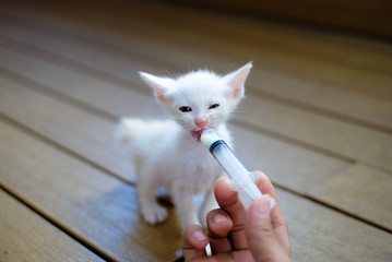 Fototapeta na wymiar Hand-feeding a cute orphaned baby white kitten with milk replacer in a syringe, Thailand.